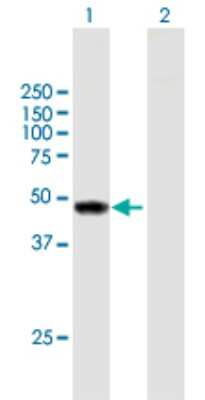 Western Blot: TYW1 Antibody [H00055253-B01P]
