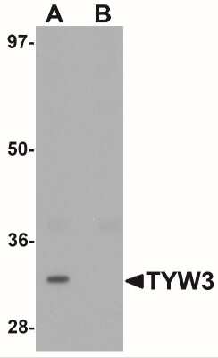 Western Blot: TYW3 AntibodyBSA Free [NBP1-76584]