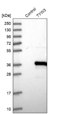 Western Blot: TYW3 Antibody [NBP1-88492]