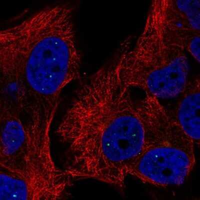 Immunocytochemistry/ Immunofluorescence: TYW5 Antibody [NBP2-58813]