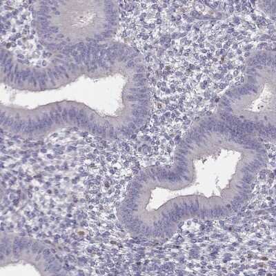 Immunohistochemistry-Paraffin: TZFP Antibody [NBP2-62707]