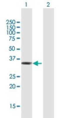 Western Blot: TZFP Antibody [H00027033-B01P]