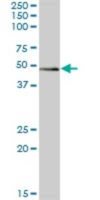 Western Blot: TZFP Antibody [H00027033-B02P]