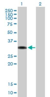 Western Blot: TZFP Antibody [H00027033-B02P]