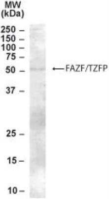 Western Blot: TZFP Antibody [NB100-1317]