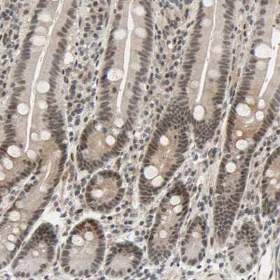 Immunohistochemistry-Paraffin: Taf4 Antibody [NBP1-80705]