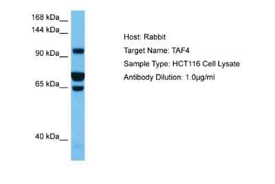 Western Blot: Taf4 Antibody [NBP2-83614]