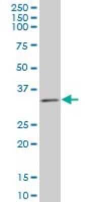 Western Blot: Tafazzin/TAZ Antibody (1B10) [H00006901-M12]