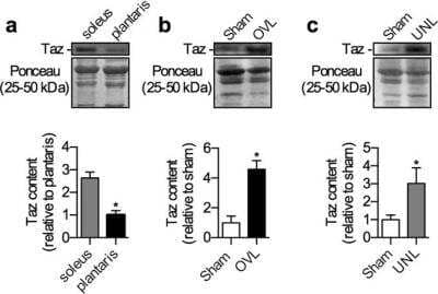 Western Blot: Tafazzin/TAZ Antibody (1B10) [H00006901-M12]