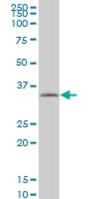 Western Blot: Tafazzin/TAZ Antibody (1F11) [H00006901-M13]