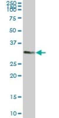 Western Blot: Tafazzin/TAZ Antibody (1F11) [H00006901-M13]