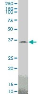 Western Blot: Tafazzin/TAZ Antibody (2B3) [H00006901-M14]