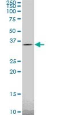 Western Blot: Tafazzin/TAZ Antibody (2B3) [H00006901-M14]