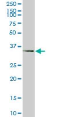 Western Blot: Tafazzin/TAZ Antibody (2B3) [H00006901-M14]