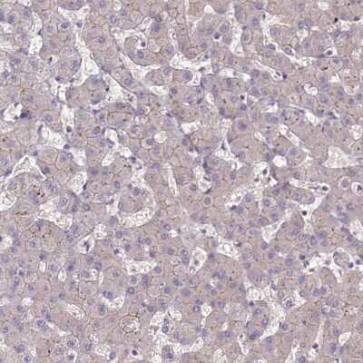Immunohistochemistry-Paraffin: Tafazzin/TAZ Antibody [NBP1-88511]