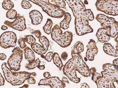 Immunohistochemistry-Paraffin: Tafazzin/TAZ Antibody [NBP2-98750]