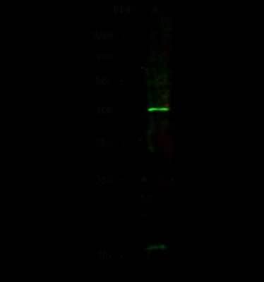 Western Blot: Tafazzin/TAZ Antibody [NBP2-98750]