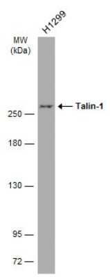 Western Blot: Talin1 Antibody (GT24212) [NBP3-13607]