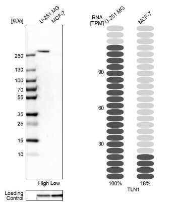 Western Blot: Talin1 Antibody [NBP1-87820]