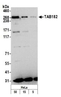 Western Blot: Tankyrase binding protein 1 Antibody [NB100-68249]