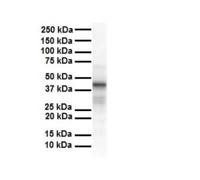 Western Blot: Tapasin Antibody [NBP1-59071]