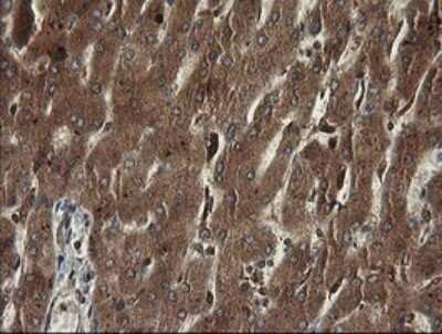 Immunohistochemistry: TAPBPR Antibody (OTI4H5) - Azide and BSA Free [NBP2-74443]