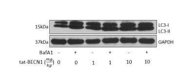 In vivo assay: Tat-Beclin 1 D11 Autophagy Inducing Peptide - Retroinverso form [NBP2-49888]