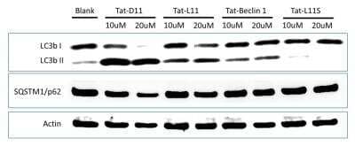 In vitro assay: Tat-Beclin 1 D11 Autophagy Inducing Peptide - Retroinverso form [NBP2-49888]