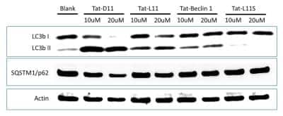 Western Blot: Tat-Beclin 1 L11 Autophagy Inducing Peptide [NBP2-49886]