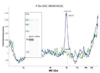 Simple Western: Tau [p Ser262] Antibody [NB100-82242]