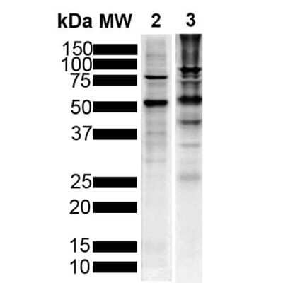 Western Blot: Tau Antibody (1D5)Pre-formed Fibrils [NBP2-79825]