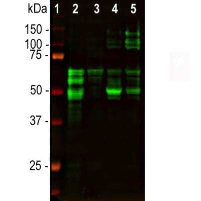 Western Blot: Tau Antibody (2E9) [NBP2-25162]