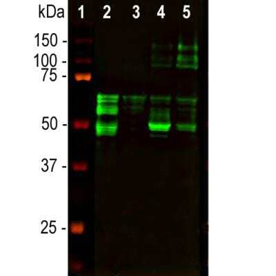 Western Blot: Tau Antibody (5B10) [NBP2-50051]