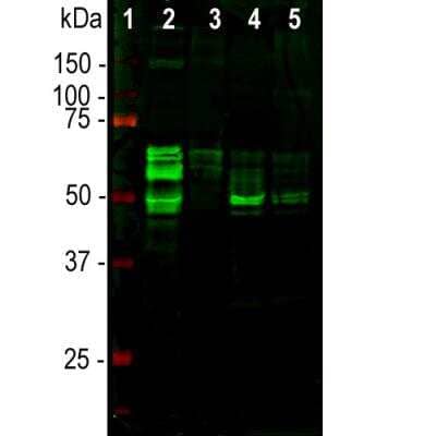 Western Blot: Tau Antibody [NBP2-25163]