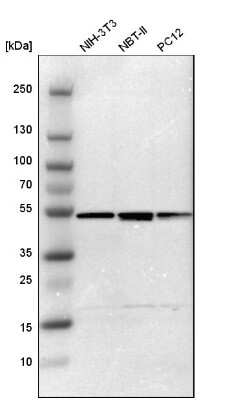 Western Blot: Tbp7 Antibody [NBP1-87799]