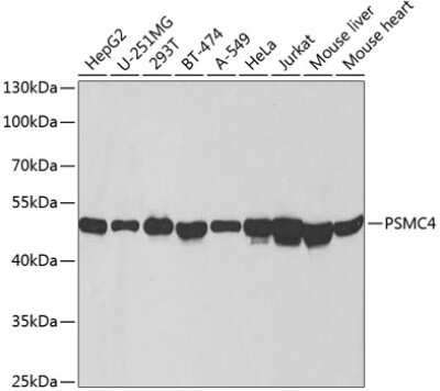 Western Blot: Tbp7 AntibodyBSA Free [NBP2-93919]