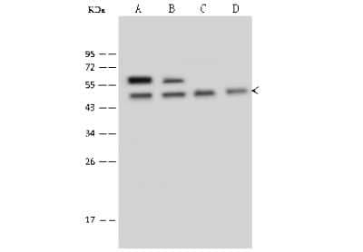 Western Blot: Tbp7 Antibody [NBP2-99612]