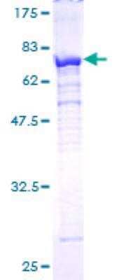 SDS-PAGE: Recombinant Human Tbp7 GST (N-Term) Protein [H00005704-P01]