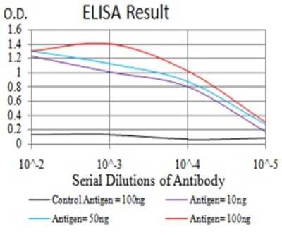 ELISA: TdT Antibody (4B10A6) - BSA Free [NBP2-61899]