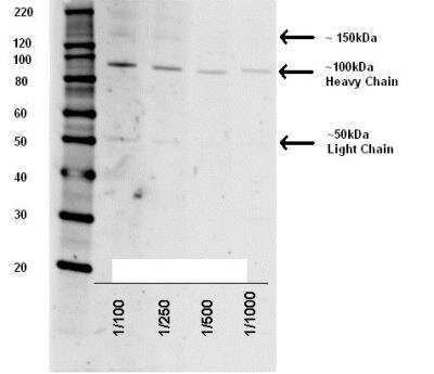 Western Blot: Tetanus Toxin AntibodyBSA Free [NB100-63239]