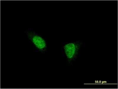 Immunocytochemistry/ Immunofluorescence: Teashirt homolog 1 Antibody (2F1) [H00010194-M07]