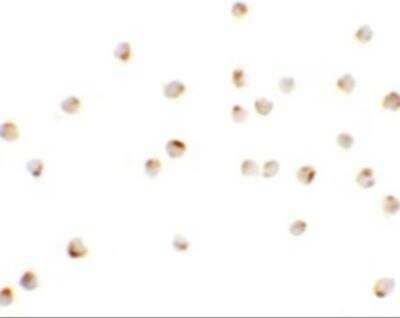 Immunocytochemistry/ Immunofluorescence: Teashirt homolog 1 Antibody - BSA Free [NBP2-82038]