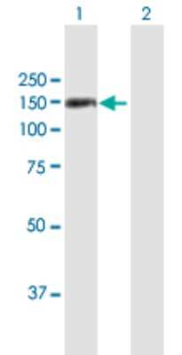 Western Blot: Teashirt homolog 1 Antibody [H00010194-B01P]