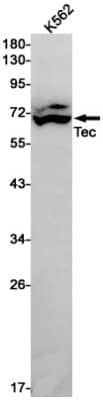 Western Blot: Tec Antibody (S09-6E7) [NBP3-19784]