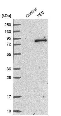 Western Blot: Tec Antibody [NBP1-87206]