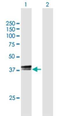 Western Blot: Tef Antibody [H00007008-B01P]