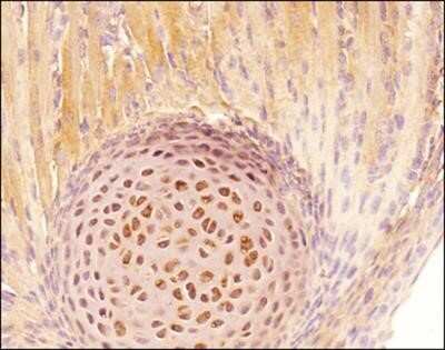 Immunocytochemistry: Tenascin C Antibody (4C8MS) - Azide and BSA Free [NBP2-80973]