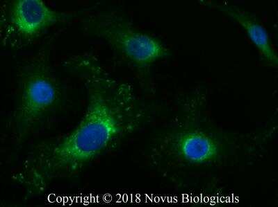 Immunocytochemistry/ Immunofluorescence: Tenascin C Antibody (4C8MS) - BSA Free [NB110-68136]