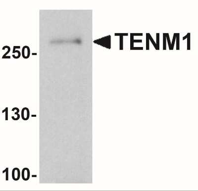 Western Blot: Teneurin-1 AntibodyBSA Free [NBP2-41315]