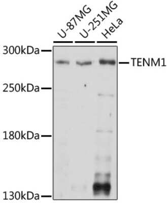 Western Blot: Teneurin-1 AntibodyAzide and BSA Free [NBP2-93336]